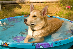 Doggy Dip Day